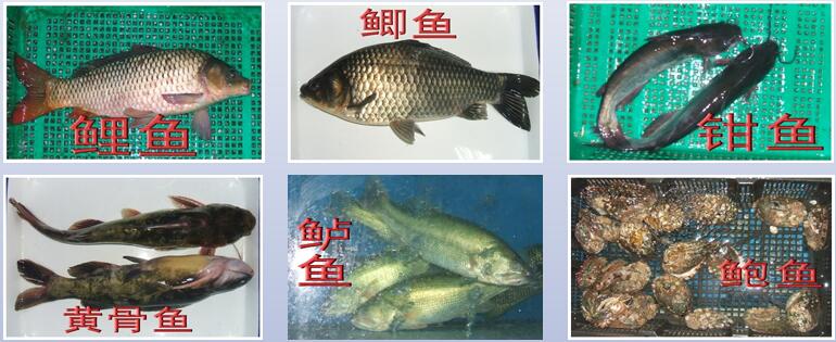 供應(yīng)水產(chǎn)類質(zhì)量標準演示圖